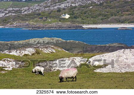 Sheep grazing in a grassy field with a view of derrynane beach from lambs head; County kerry ireland View Large Photo Image Picture - Sheep grazing in a grassy field with a view of derrynane beach from lambs head; County kerry ireland. Fotosearch