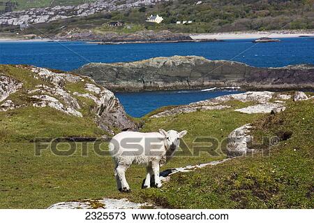 Stock Image - Sheep grazing in a grassy field with a view of derrynane beach from lambs head; County kerry ireland. Fotosearch