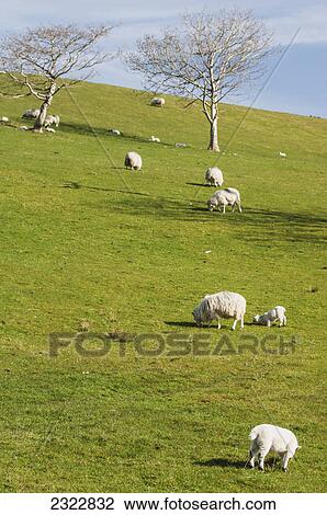 Sheep grazing on a grassy hillside near cloonaghlin lough; Iveragh peninsula county kerry ireland View Large Photo Image Stock Image - Sheep grazing on a grassy hillside near cloonaghlin lough; Iveragh peninsula county kerry ireland. Fotosearch