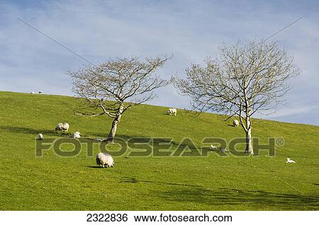 Sheep grazing on a grassy hillside near cloonaghlin lough; Iveragh peninsula county kerry ireland View Large Photo Image Stock Photograph - Sheep grazing on a grassy hillside near cloonaghlin lough; Iveragh peninsula county kerry ireland. Fotosearch