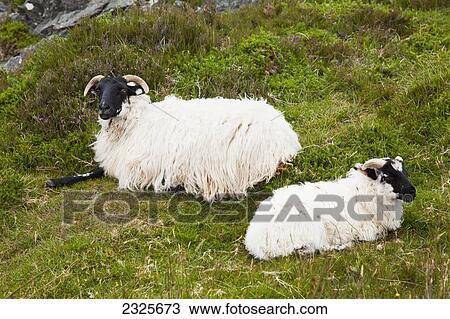 Stock Image - Sheep laying on the grass; Bogroad county galway ireland. Fotosearch