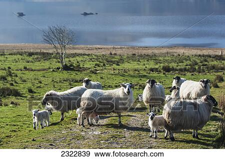 Sheep near cloonaghlin lough; Iveragh peninsula county kerry ireland View Large Photo Image Stock Photo - Sheep near cloonaghlin lough; Iveragh peninsula county kerry ireland. Fotosearch