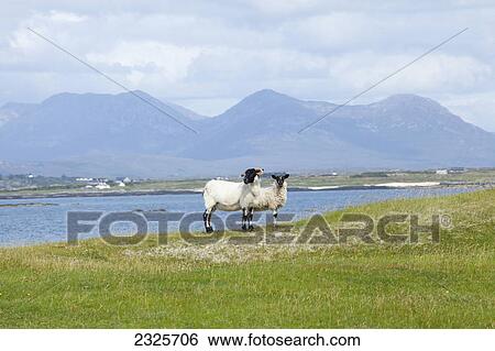 Stock Photograph - Sheep standing on the grass at the water's edge on mannin bay near ballyconneely with twelve bens in the background; County galway ireland. Fotosearch