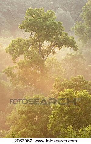 Short Hills Prov. Park, Forest In Fog, Near St. Catharines, Ontario, Canada View Large Photo Image Stock Photo - Short Hills Prov. Park, Forest In Fog, Near St. Catharines, Ontario, Canada. Fotosearch
