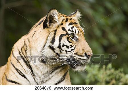 Stock Photograph - Siberian Tiger At Toronto Zoo, Toronto, Ontario, Canada.. Fotosearch