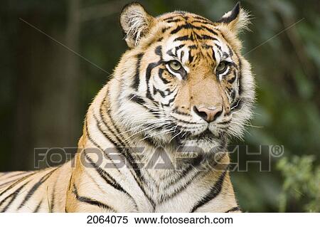 Siberian Tiger At Toronto Zoo, Toronto, Ontario, Canada. View Large Photo Image Stock Photography - Siberian Tiger At Toronto Zoo, Toronto, Ontario, Canada.. Fotosearch