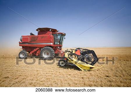 Side View Of Combine In Field Of Lentils, Saskatchewan View Large Photo Image Stock Photo - Side View Of Combine In Field Of Lentils, Saskatchewan. Fotosearch