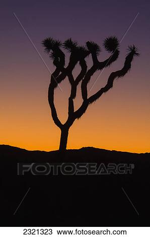 Silhouette Of A Joshua Tree At Sunset In Joshua Tree National Park; California United States Of America View Large Photo Image Stock Image - Silhouette Of A Joshua Tree At Sunset In Joshua Tree National Park; California United States Of America. Fotosearch