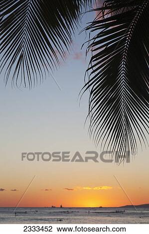 Stock Image - Silhouette of a palm frond and the sun setting over the pacific ocean; Oahu hawaii united states of america. Fotosearch