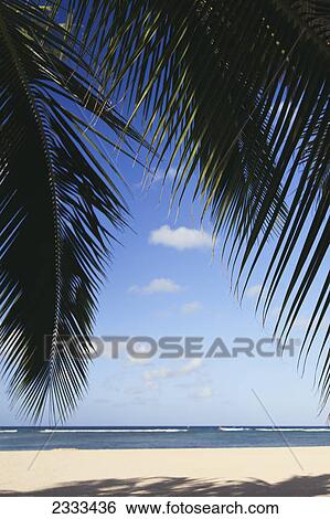Stock Photograph - Silhouette of palm fronds on the beach with a view out to the ocean; Honolulu hawaii united states of america. Fotosearch