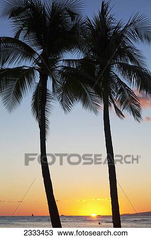 Stock Image - Silhouette of palm trees and the sun setting over the pacific ocean; Oahu hawaii united states of america. Fotosearch