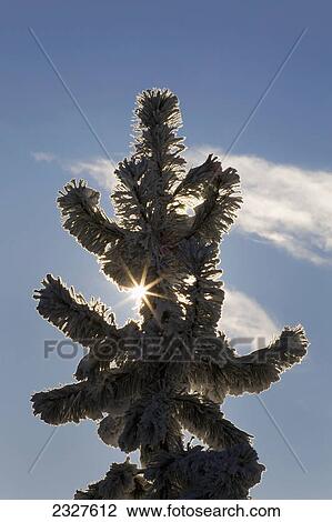 Silhouetted top of a frosted evergreen tree with a sunburst and blue sky and clouds; Calgary alberta canada View Large Photo Image Stock Image - Silhouetted top of a frosted evergreen tree with a sunburst and blue sky and clouds; Calgary alberta canada. Fotosearch