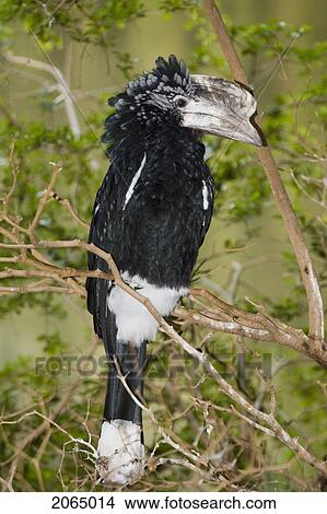 Picture - Silver Cheeked Hornbill (Bycanistes Brevis) Sitting In Tree, Niagara Falls Aviary, Niagara Falls, Ontario, Canada.. Fotosearch
