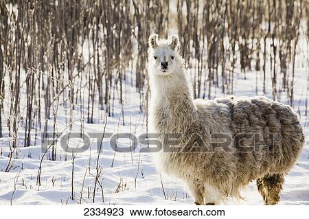 Stock Image - Single llama in snow covered treed area; Alberta canada. Fotosearch