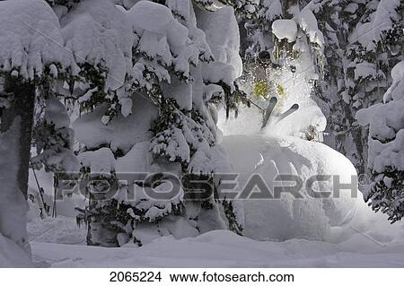 Skiing Deep Powder Through The Trees On A Stormy Day On Blackcomb, Bc, Canada View Large Photo Image Picture - Skiing Deep Powder Through The Trees On A Stormy Day On Blackcomb, Bc, Canada. Fotosearch