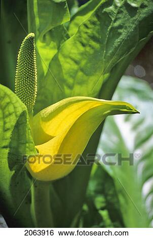 Stock Photograph - Skunk Cabbage Blooms In March, Whistler, Bc. Fotosearch