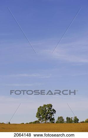 Skyscape With Tree Line And Wheat Field, North Dumfries View Large Photo Image Stock Photo - Skyscape With Tree Line And Wheat Field, North Dumfries. Fotosearch