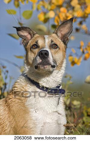 Stock Photo - Slightly Wet White And Tan Mixed Breed Dog Seated, With Autumn Leaves In Background, Canada, Alberta. Fotosearch