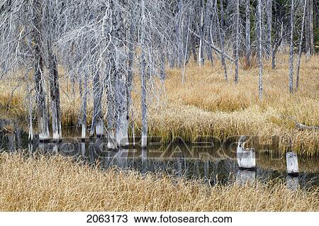 Stock Image - Slough And Dead Spruce, Peter Lougheed Prov. Park, Alberta, Canada. Fotosearch