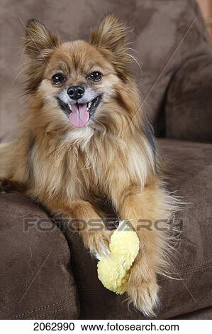 Stock Image - Small Mixed Breed Dog Seated On Sofa With Toy - Alberta, Canada. Fotosearch