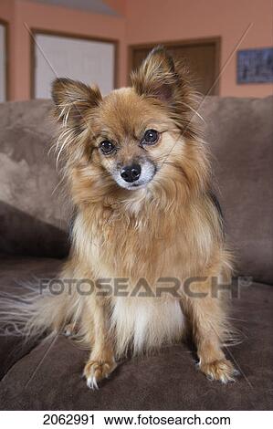 Stock Image - Small Mixed Breed Dog Seated On Sofa - Alberta, Canada. Fotosearch