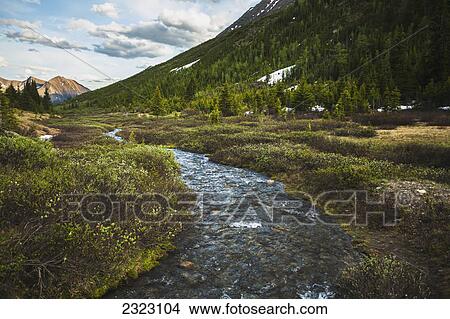 Small stream in highwood pass flows through low willow bushes; Kananaskis alberta canada View Large Photo Image Picture - Small stream in highwood pass flows through low willow bushes; Kananaskis alberta canada. Fotosearch