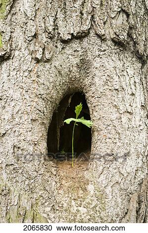 Small Tree Living In A Bigger Tree, Poland View Large Photo Image Stock Image - Small Tree Living In A Bigger Tree, Poland. Fotosearch