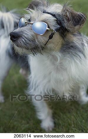 Small White And Grey Mixed Breed Dog Wearing Sunglasses, Canada, Alberta View Large Photo Image Picture - Small White And Grey Mixed Breed Dog Wearing Sunglasses, Canada, Alberta. Fotosearch