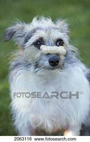 Small White And Grey Mixed Breed Dog Balances Dog Biscuit On Its Nose, Canada, Alberta View Large Photo Image Stock Photograph - Small White And Grey Mixed Breed Dog Balances Dog Biscuit On Its Nose, Canada, Alberta. Fotosearch