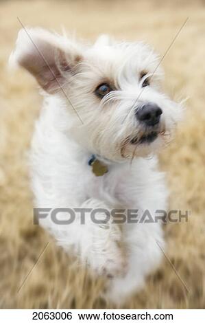 Stock Photograph - Small White Dog Running, Canada, Alberta. Fotosearch