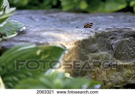 Stock Image - Snail, On Rock Surrounded By Foliage, Canada, Ontario. Fotosearch