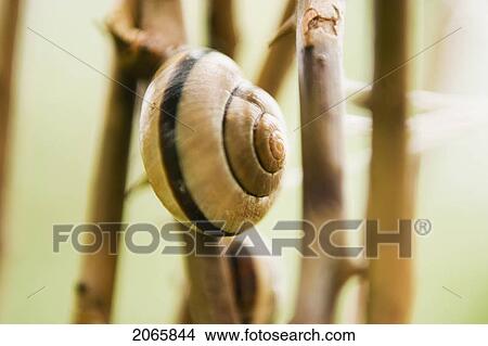 Picture - Snail, Poland. Fotosearch