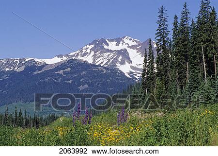 Snow-Capped Mountain Rises Behind Alpine Meadow, Duffey Lake Road, B. C. View Large Photo Image Stock Image - Snow-Capped Mountain Rises Behind Alpine Meadow, Duffey Lake Road, B. C.. Fotosearch
