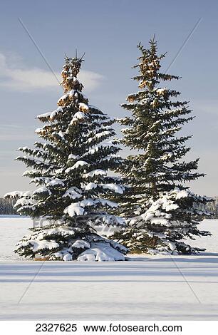 Stock Photography - Snow covered evergreen trees in a snow covered field with blue sky and clouds; Calgary alberta canada. Fotosearch