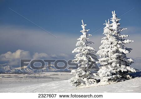Stock Photo - Snow covered evergreen trees on a snow covered hillside with mountains in the background; Alberta canada. Fotosearch