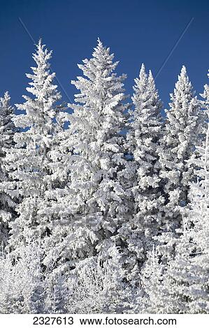 Stock Image - Snow covered evergreen trees with blue sky; Alberta canada. Fotosearch