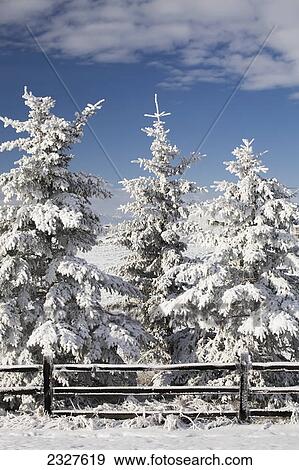 Stock Photo - Snow covered evergreen trees with snow covered wooden fence and blue sky and clouds; Calgary alberta canada. Fotosearch