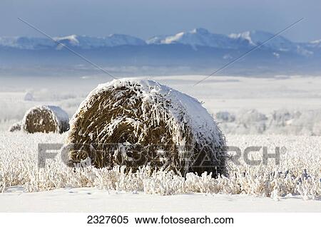 Stock Photography - Snow covered hay bale in a snow covered stubble field with mountains in the background; Alberta canada. Fotosearch