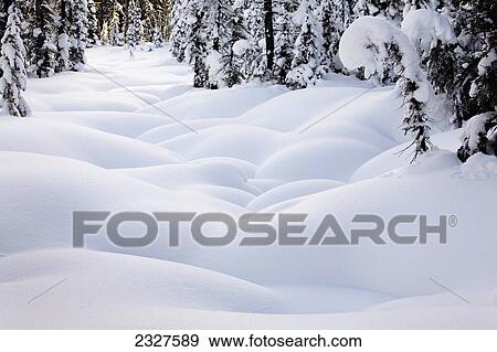 Snow covered rounded mounds surrounded by snow covered evergreen trees; Lake louise alberta canada View Large Photo Image Stock Photo - Snow covered rounded mounds surrounded by snow covered evergreen trees; Lake louise alberta canada. Fotosearch