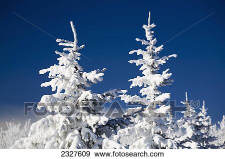Snow covered tops of evergreen trees; Calgary alberta canada View Large Photo Image Stock Photo - Snow covered tops of evergreen trees; Calgary alberta canada. Fotosearch