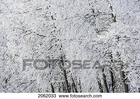 Snow Covered Trees - Spray Valley Provincial Park - Kananaskis Country - Alberta, Canada View Large Photo Image Stock Image - Snow Covered Trees - Spray Valley Provincial Park - Kananaskis Country - Alberta, Canada. Fotosearch