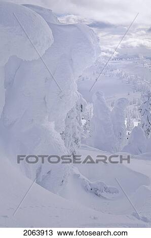 Stock Image - Snow Giants Are Trees Covered In Hoar Frost, Mt. Washington Ski Area, Vancouver Island. Fotosearch
