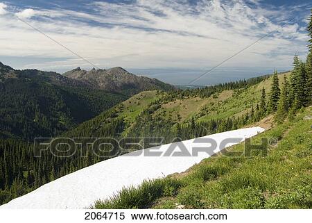 Stock Photography - Snow Patch Left From Winter In An Alpine Meadow Overlooking The Ocean, Olympic National Park, Washington, Usa. Fotosearch