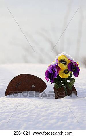 Stock Image - Snow piles up on a metal sea otter garden sculpture clasping silk pansy flowers between its paws; Kodiak island alaska united states of america. Fotosearch