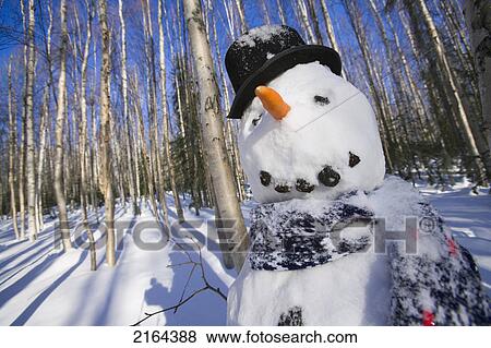 Snowman In Top Hat & Scarf Deep In Birch Forest Interior Alaska Winter View Large Photo Image Stock Photo - Snowman In Top Hat & Scarf Deep In Birch Forest Interior Alaska Winter. Fotosearch