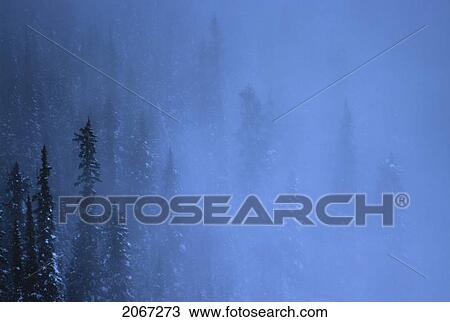 Stock Image - Snowy Evergreen Trees. Fotosearch