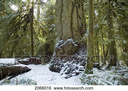 Snowy Pathway In Old Growth Forest In Cathedral Grove In Macmillan Provincial Park, Near Port Alberni, Vancouver Island, Bc View Large Photo Image Stock Photograph - Snowy Pathway In Old Growth Forest In Cathedral Grove In Macmillan Provincial Park, Near Port Alberni, Vancouver Island, Bc. Fotosearch