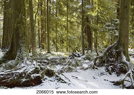 Snowy Pathway In Old Growth Forest In Cathedral Grove In Macmillan Provincial Park, Near Port Alberni, Vancouver Island, Bc View Large Photo Image Stock Photography - Snowy Pathway In Old Growth Forest In Cathedral Grove In Macmillan Provincial Park, Near Port Alberni, Vancouver Island, Bc. Fotosearch