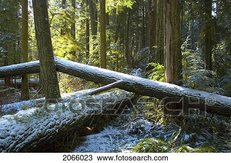 Snowy Trees Of Old Growth Forest In Cathedral Grove, Macmillan Provincial Park, Near Port Alberni, Vancouver Island, Bc View Large Photo Image Stock Image - Snowy Trees Of Old Growth Forest In Cathedral Grove, Macmillan Provincial Park, Near Port Alberni, Vancouver Island, Bc. Fotosearch
