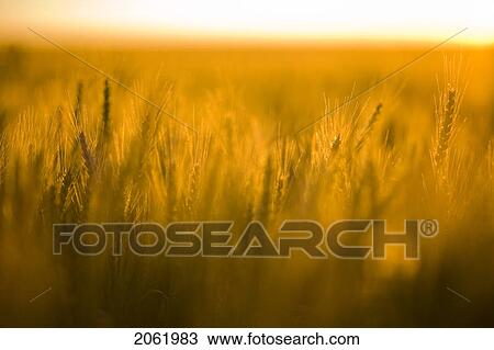 Soft Focus, Field Of Wheat, Saskatchewan, Canada View Large Photo Image Stock Image - Soft Focus, Field Of Wheat, Saskatchewan, Canada. Fotosearch